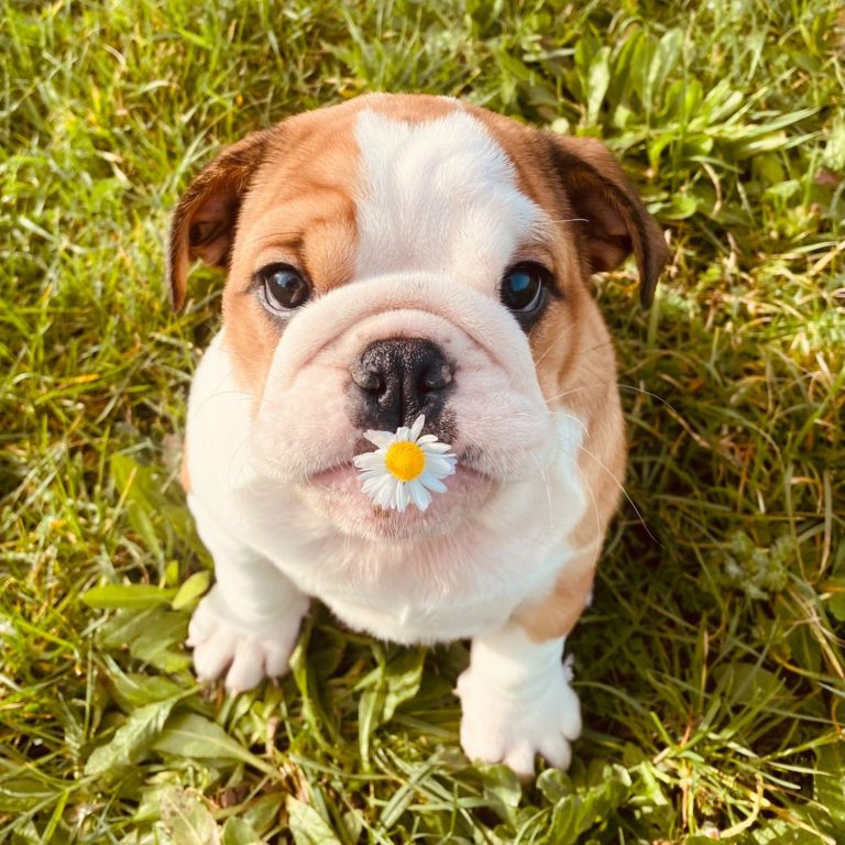 Ullie, petite pensionnaire